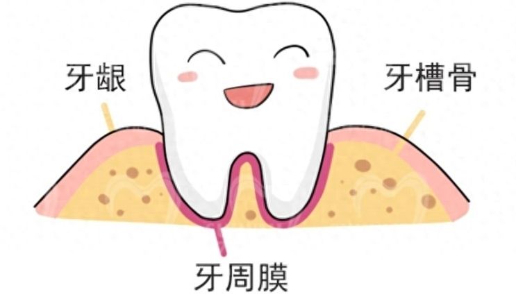 成人矫正牙齿费用和收费标准浅析，你值得了解的矫正牙齿花费！